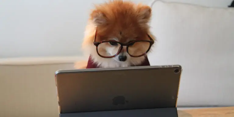 Dog20computer1